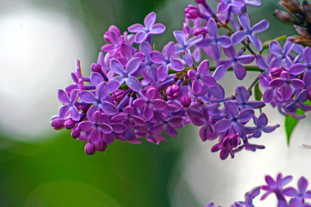 Lilac in the garden, Syringa