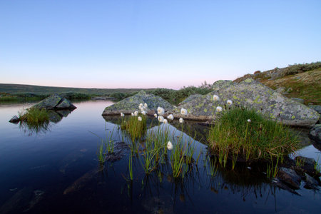 Cottongras in evening light in dark pound in Norwegian high mountainsの写真素材