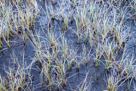 hoar frosted pond with black ice and grasの写真素材