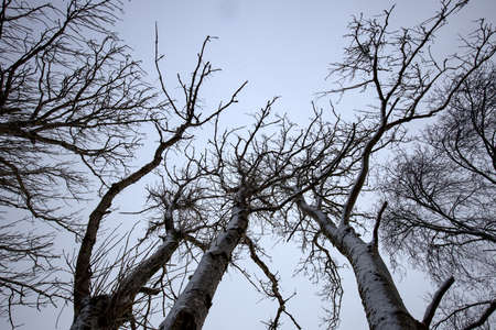 Group of trees with snow on silhouetting towards the skyの写真素材