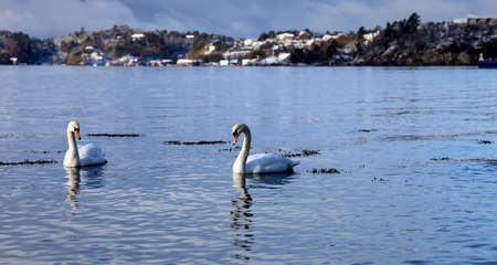 A couple whooper swans on a Norwegian fjordの写真素材