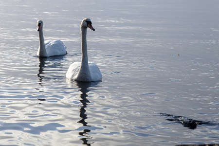 A couple whooper swans on a Norwegian fjordの写真素材