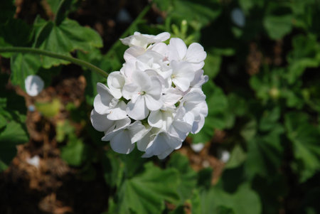 Flower in the fieldの写真素材