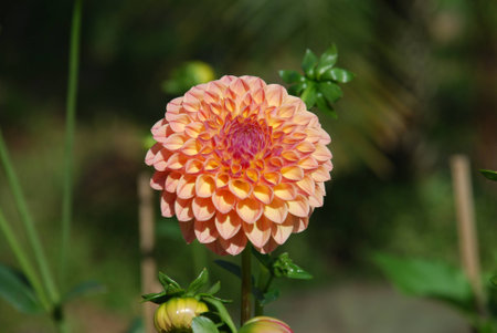 Flower in the fieldの写真素材