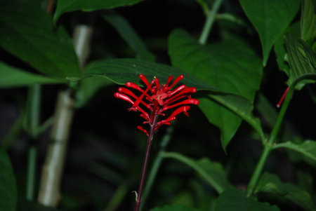 Flower in the fieldの写真素材