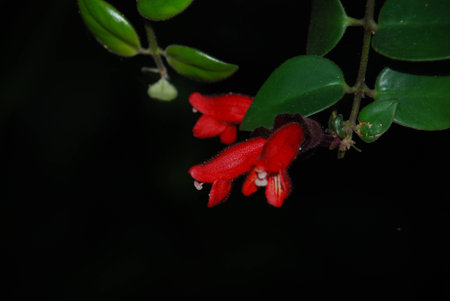 Flower in the fieldの写真素材