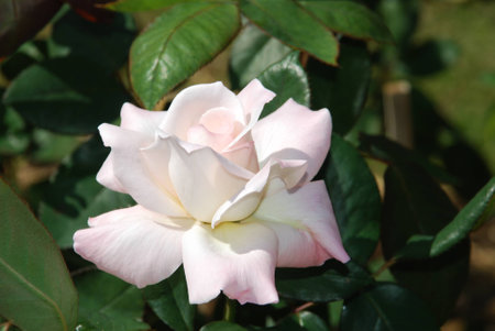 Flower in the fieldの写真素材