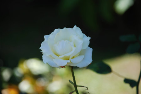 Flower in the fieldの写真素材