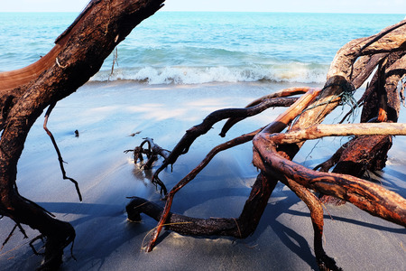 Sea Oak root's at Nang Thong Beach, Phang nga ,Thailand.の写真素材