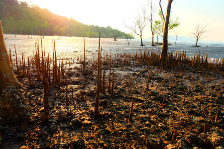 mangrove forest , Fishermen life, Yao Noi island beach, Thailand.