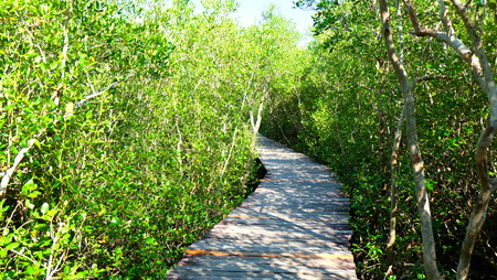 mangrove forest at Thailand.の写真素材