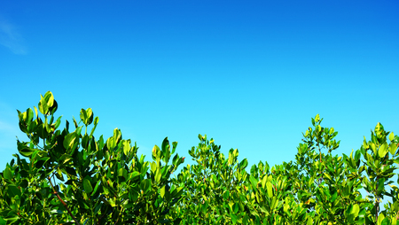 mangrove forest at Thailand. tree and blue skyの写真素材
