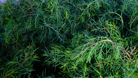 green background from nature rain forest.の写真素材