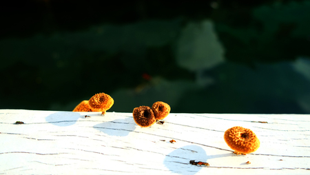 mushroom growing on the wood terrace.の写真素材