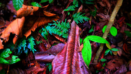 red leaves in rain forest. rain and autumn season.の写真素材