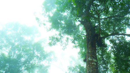 Giant trees in tropical rain forest on foggy day.