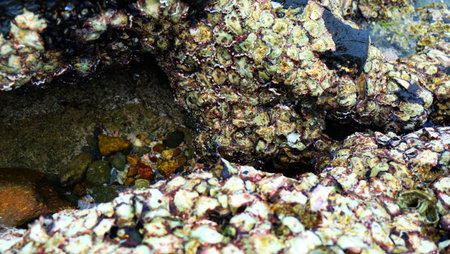 Death oyster shell on rock.