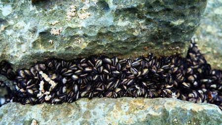 Death oyster shell on rock.