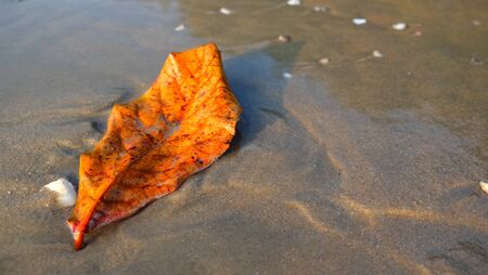 Orange color leaf on sand beach background.の写真素材