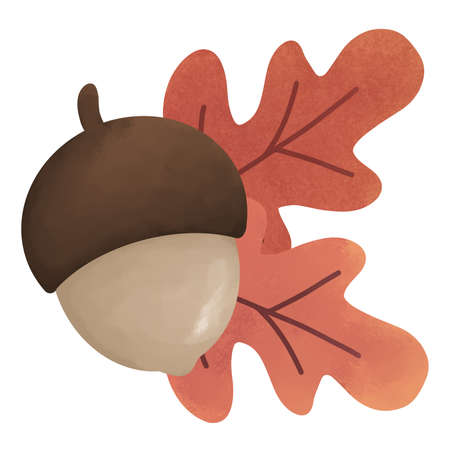 Oak seed and red oak leaves illustration for decoration on Autumn seasonal.の写真素材