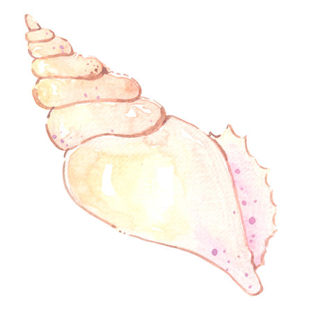 Sea shell watercolor illustration for decoration on ocean and summer holiday.の写真素材