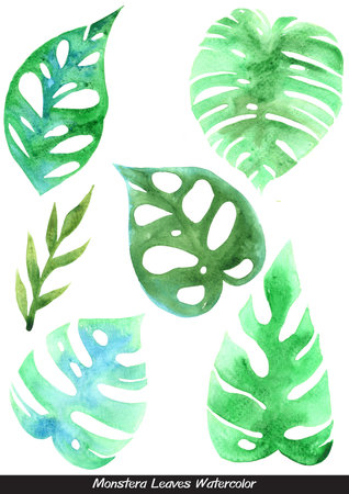Mostera leaves watercolor illustration set for decoration on tropical garden and tropical forest.の写真素材