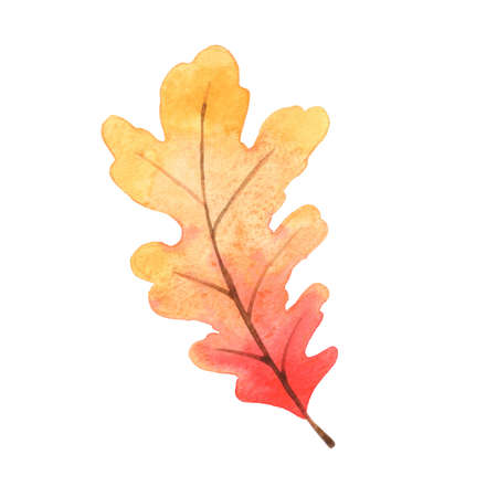 red and orange oak leaf watercolor for decoration on Autumn seasonal and Thanksgiving festival.の写真素材