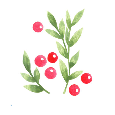 green leaves and wild berry bouquet watercolor for decoration on Christmas holiday events.の写真素材