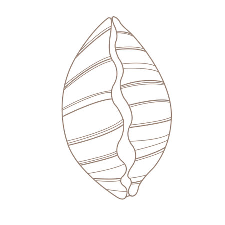 Seashell doodle illustration for decoration on marine life ,summer holiday and coastal concept.のイラスト素材