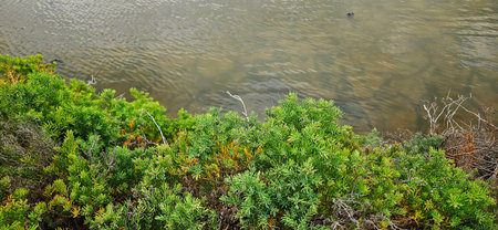 Bush of tree beside swamp in mangrove forest background landscape.