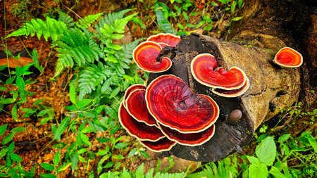 Microporus xanthopus fungi on old wood in rain forest background.