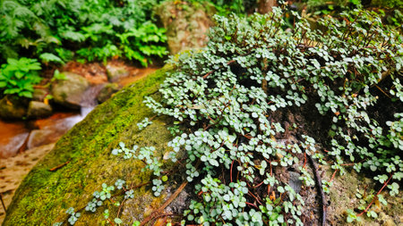 Beautiful tropical green fern and weed on waterfall stone background in rain forest.の写真素材