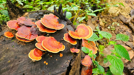 Microporus xanthopus fungi on old wood in rain forest background.