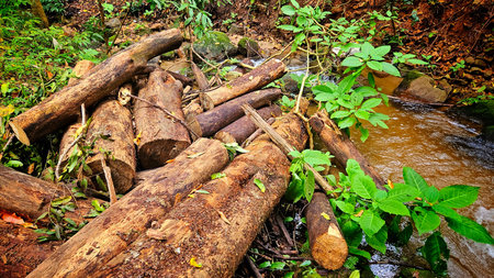 log tree in walterfall with stream at the rain forest landscape.