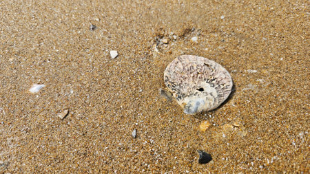Seashell and bivalve on sand beach landscape for decoration on summer holiday and sea life.の写真素材