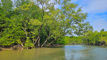 Giant mangrove trees forest beside the sea for protect sea shore landscape.の写真素材