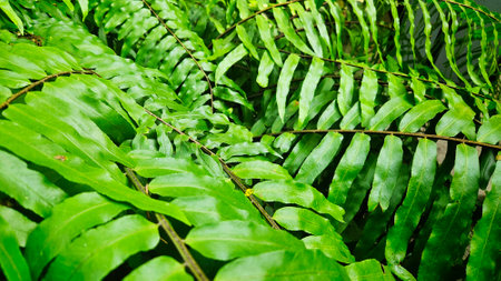 Green fern bunch background for decoration on nature and tropical forest.の写真素材