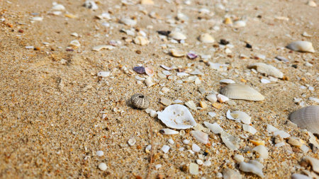 Seashell and bivalve on sand beach landscape for decoration on summer holiday and sea life.の写真素材