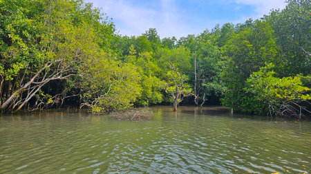 Mangrove trees forest beside the sea with sky for protect sea shore landscape.の写真素材