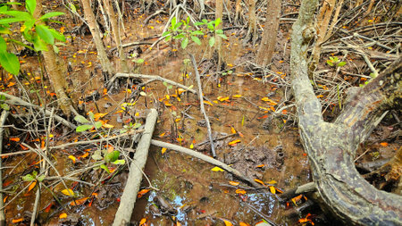 Trees ,roots of mangroves trees and yellow fall leaves on flood water in tropical mangrove forest landscape.の写真素材