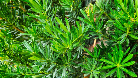 Rosemary bush plant background for decoration on nature, herbal and seasoning for cooking.