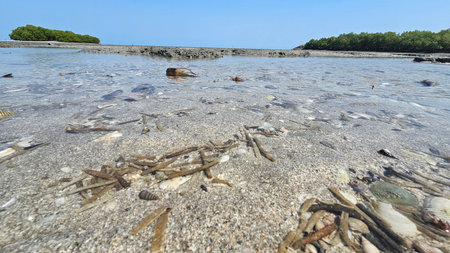 Sea shell on sand beach with island trees landscape.