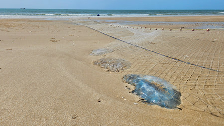 Jellyfish in fishing net on sand beach with ocean landscape in local fisherman village.の写真素材