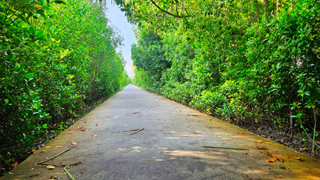 Concrete street in mangrove forest landscape in rain season.
