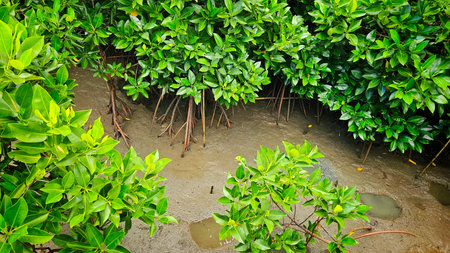 Mangrove trees and roots on wet mud ground with swamp at tropical mangrove forest landscape.の写真素材