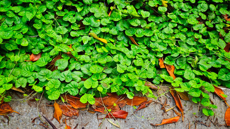 Ivy weed leaves on ground beside street and red fall leaves background.の写真素材