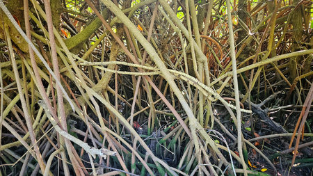 swamp in the mangrove forest with roots of tree landscape.