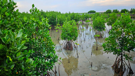 young mangrove trees area on swamp in mangrove forest beside sea shore land scape and cloudy sky.の写真素材