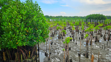 young mangrove trees area on swamp in mangrove forest beside sea shore land scape and cloudy sky.の写真素材