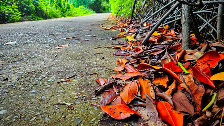 red fall leaves beside rural road in mangroves forest park landscape.の写真素材